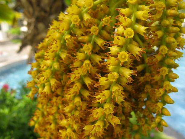 Yellow Flowers Draping like Vines stock photo