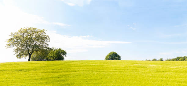 istock Panorama of a Wheat Field with Trees 473786212