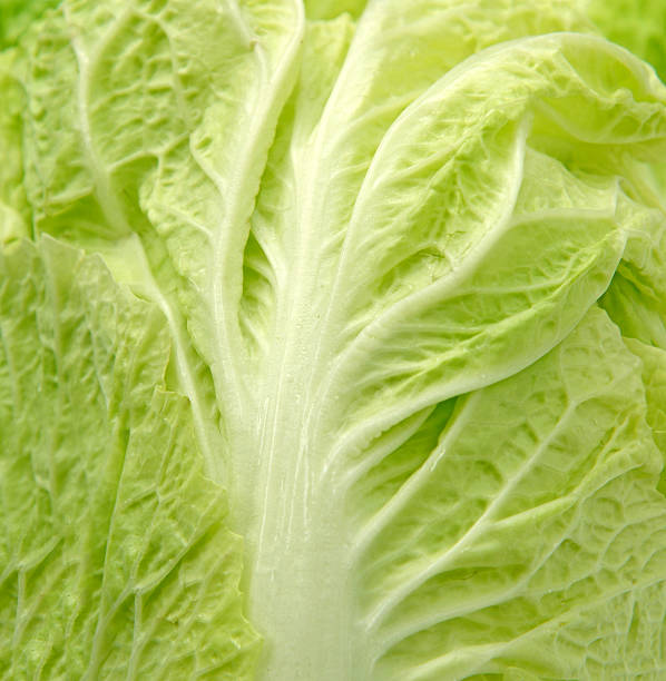 istock Close up of chinese cabbage fresh leaf 473786308