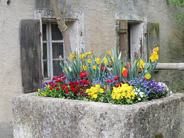 Spring flowers on an old farm