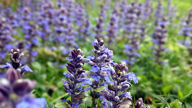 Ajuga reptans Ajuga reptans, commonly known as bugle, blue bugle, bugleherb, bugleweed, carpetweed, carpet bungleweed, common bugle, is an herbaceous flowering plant native to Europe. salvia hispanica plant stock pictures, royalty-free photos & images