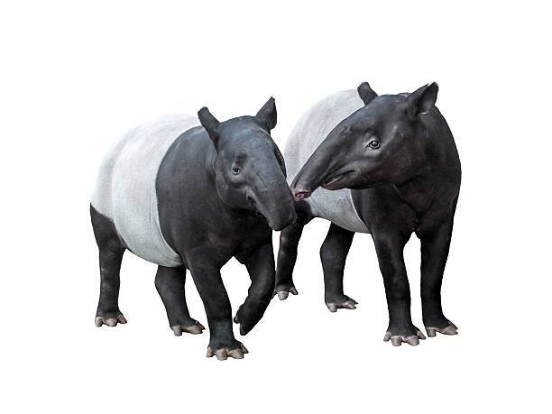 155 Weird Tapir Stock Photos, Pictures & Royalty-Free Images - iStock