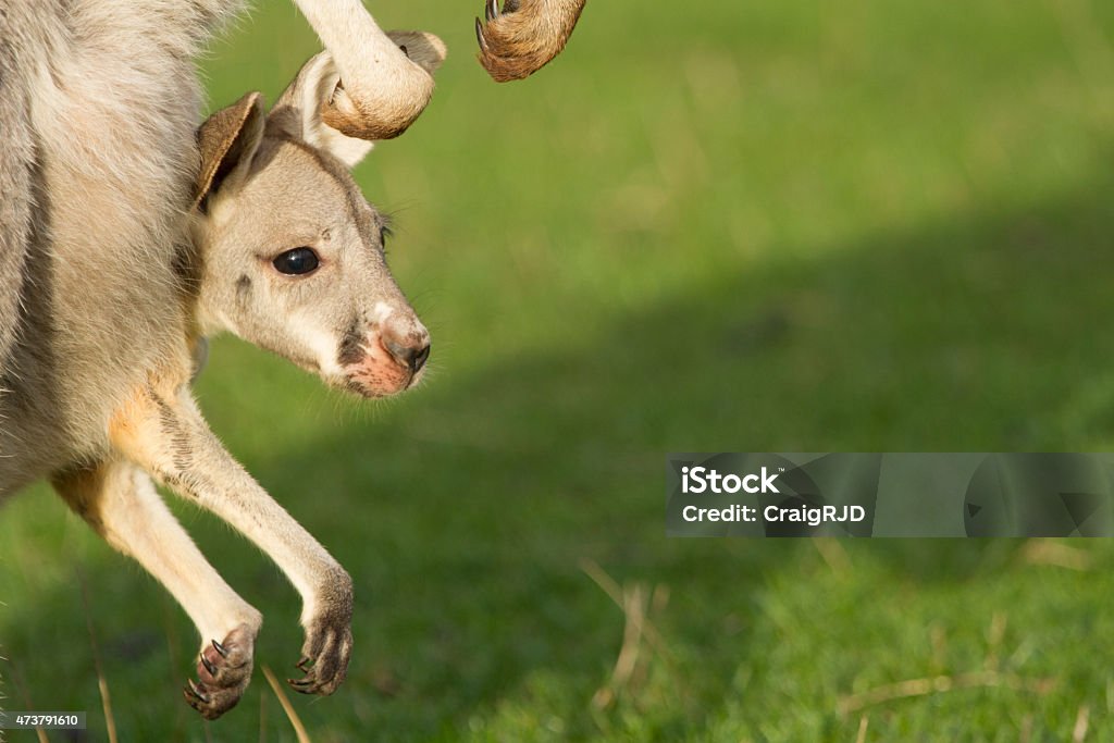 Joey A red kangaroo joey hangs out of its mothers pouch. Red kangaroos are the largest of the kangaroo breeds. Australia. 2015 Stock Photo