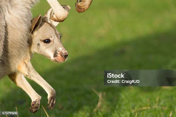 Joey Stock Photo - Download Image Now - 2015, Animal, Animal Wildlife