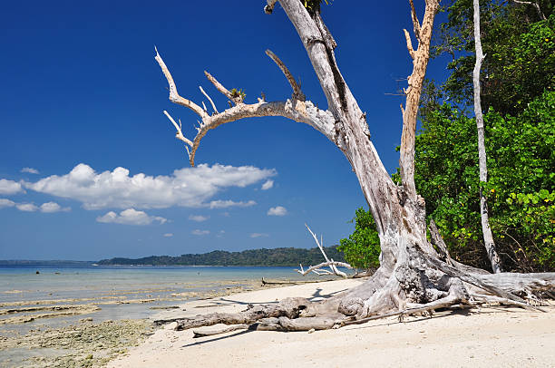 istock Elephant Beach on Havelock - Andaman & Nicobar Islands, India 473791710