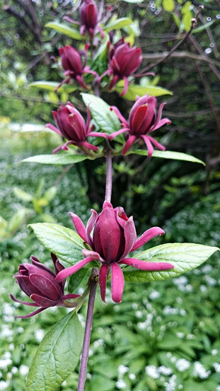 Calycanthus floridus or Carolina allspice  also known as sweetshrub flower has the scent that has been compared to bubble gum, also Calycanthus oil, distilled from the flowers, is an essential oil used in some quality perfumes