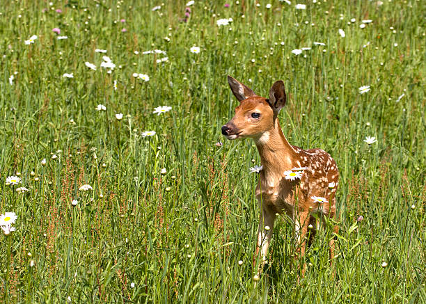 istock White Tailed Fawn in Daisies 473794606