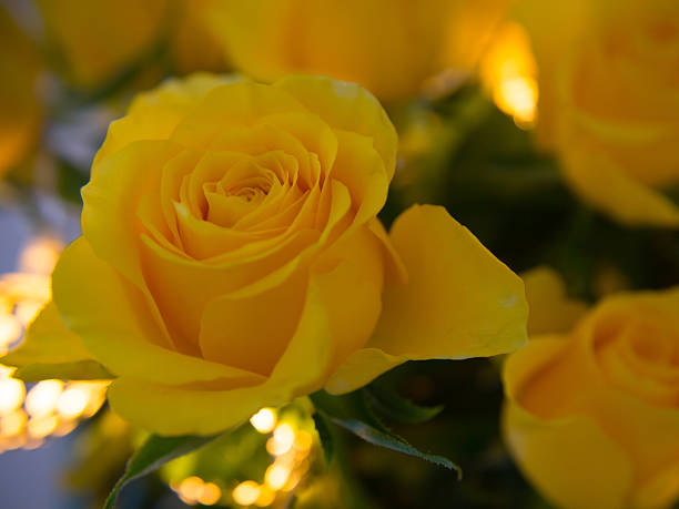 istock Yellow rose lit by fairylight 473794930