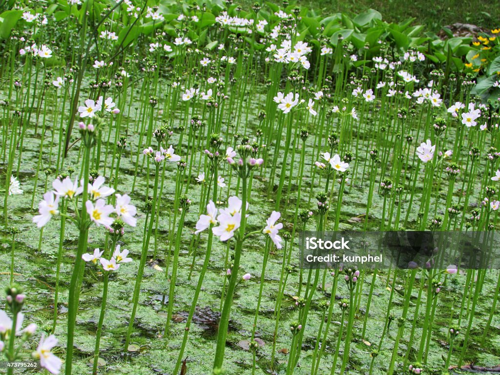 Hottonia palustris Hottonia palustris, the water violet or featherfoil of the family Primulaceae is an aquatic plant with long stems and   shiny roots dangling freely in the water. The flowers are hermaphrodite. 2015 Stock Photo
