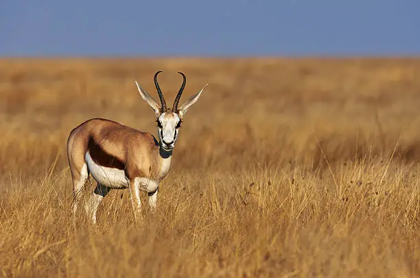 A male springbok in savannah of Namibia