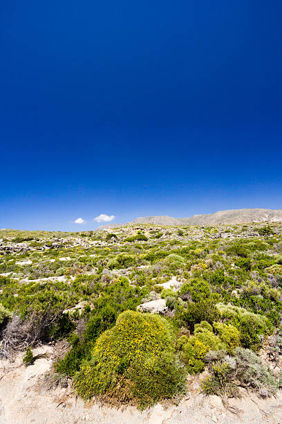 istock Elafonisi in Crete, Greece 473796752