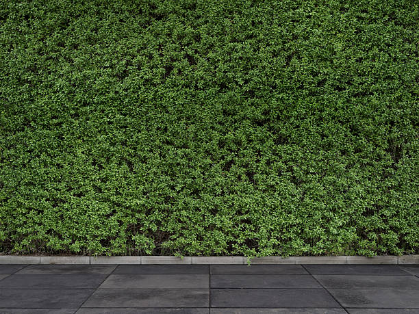 istock Green Ivy Wall with Sidewalk 473796838