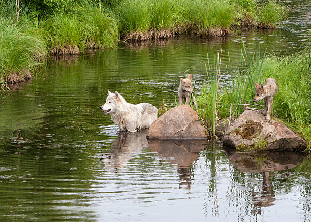 wildlife birds, pelicans, marmota, deer tiger panter ras snake crocodile wolf lion monkey reptile