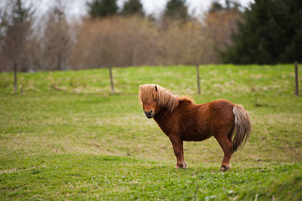 Brown Shetland pony in a grassy field Lone Shetland Pony in a field in Aberdeenshire Scotland. pony photos stock pictures, royalty-free photos & images