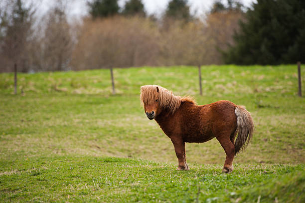 Brown Shetland pony in a grassy field Lone Shetland Pony in a field in Aberdeenshire Scotland. pony stock pictures, royalty-free photos & images