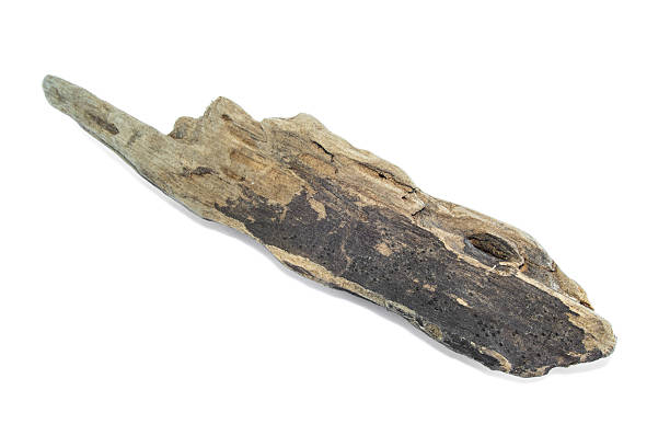 istock driftwood isolated on white background 473800222