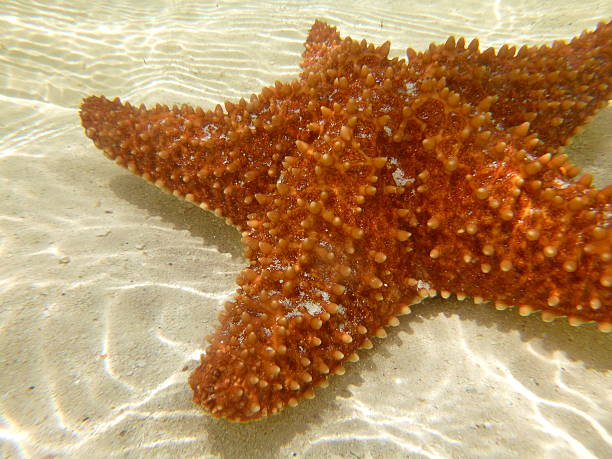 Orange Starfish Underwater on White Sand stock photo