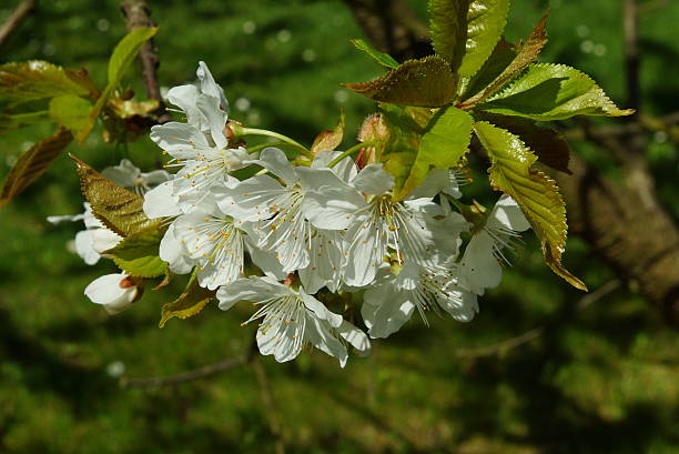 istock Flowers cherry free in the garden 473800742