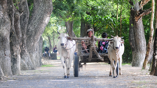 An Giang, Vietnam - August 20, 2011: Asian men lead the ox cart on the countryside road in Chau Doc, An Giang, Vietnam.