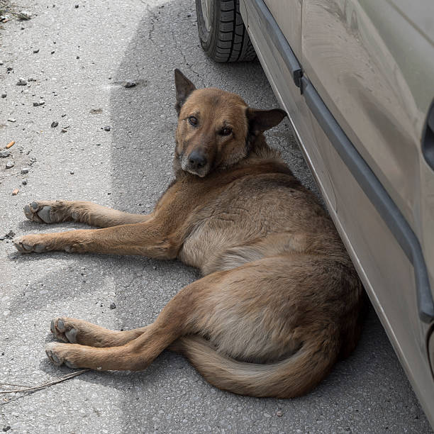 istock Stray Dog Lying on the Street 473809734