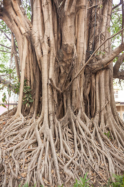 istock Beautiful Banyan tree in public park city center 473810594