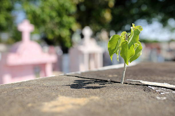 istock Old  cemetery. Selective focus on little green tree. 473810786