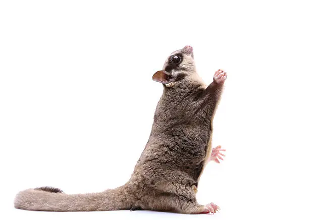 Sugar glider sit and looking up on white background