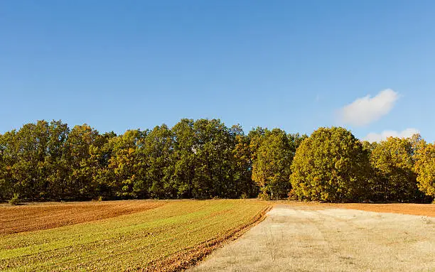 Farmland with trees in the background