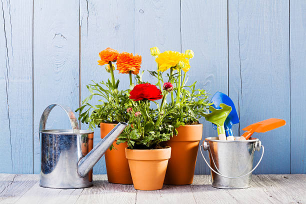 istock Flowers in pots ready for transplanting 473815118