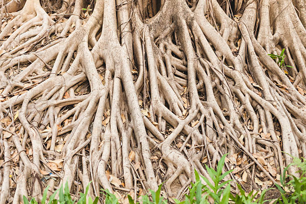 istock Beautiful Banyan tree in public park city center 473818692