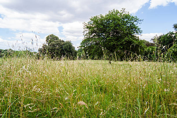 istock Field of Grass with Trees 473818834