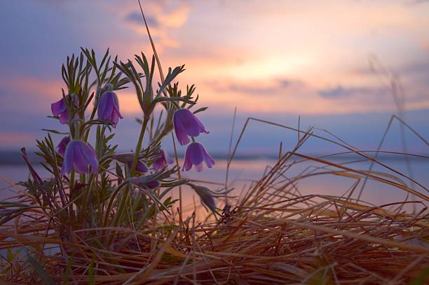 Season of Pasqueflower 