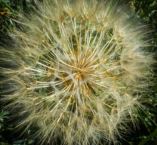 istock Dandelions, Peloponnese, Greece 473822232