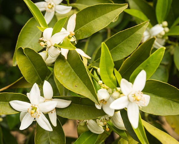istock Orange blossom, Peloponnese, Greece 473823116