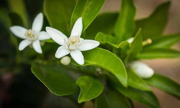 istock Orange blossom, Peloponnese, Greece 473823164