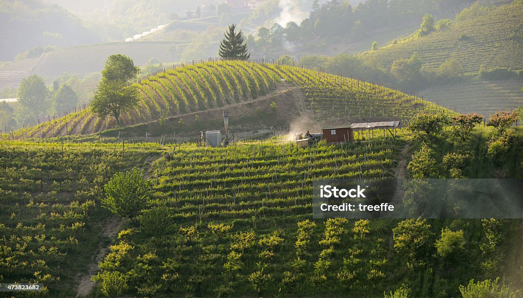 Work in the Vineyards in Langhe - Roero at sunset The last light on an hill with a farmer on his tractor working among vineyards Langhe Stock Photo