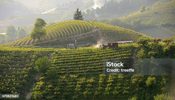 Work In The Vineyards In Langhe Roero At Sunset Stock Photo - Download Image Now - Langhe, Vineyard, Piedmont - Italy