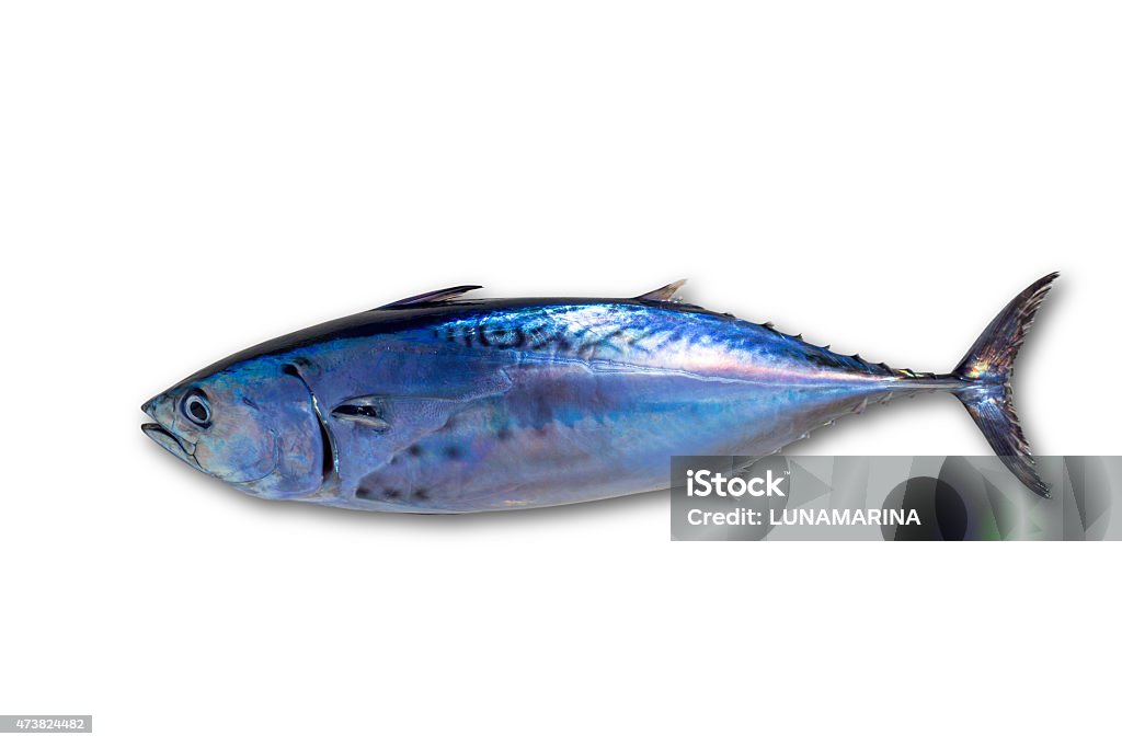 Little tunny tuna fish Euthynnus affinis on white Little tunny tuna fish Euthynnus affinis isolated on white 2015 Stock Photo