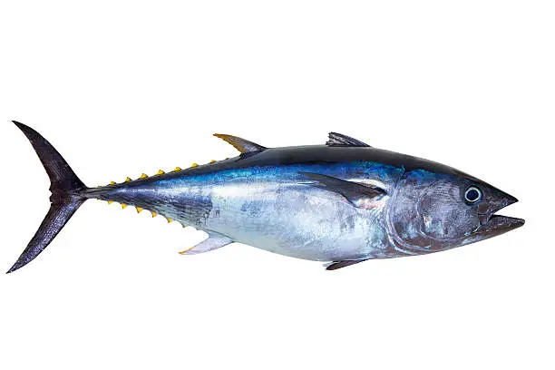 Bluefin tuna really fresh isolated on white Thunnus thynnus