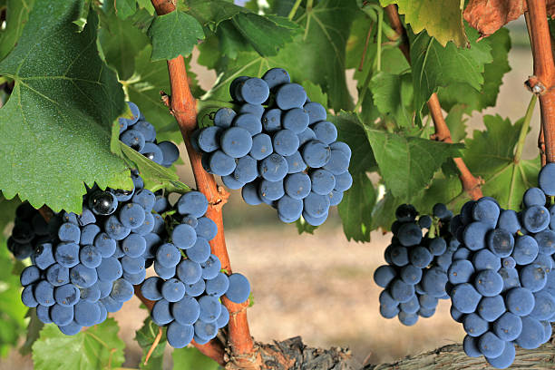 Cabernet Sauvignon grapes on the vine in Napa Sonoma California with copy-space.