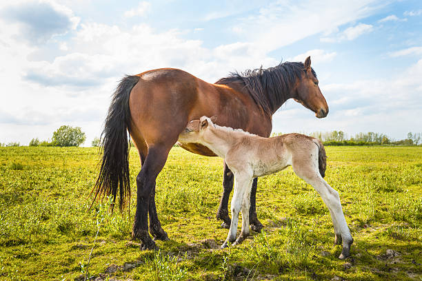 istock Newborn foal sucks milk from her mother 473827746