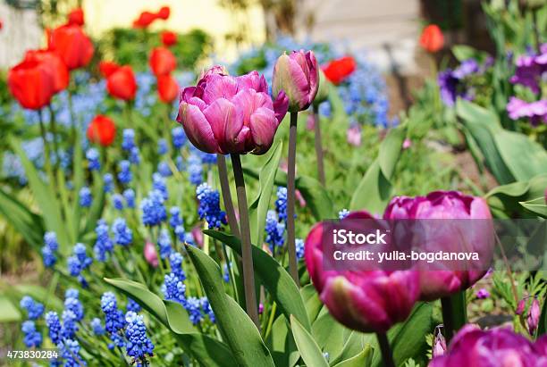 Muscari Flowers And Tulips In The Garden Stock Photo - Download Image Now - Blue, Grape, Tulip