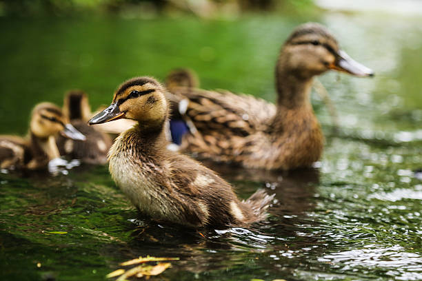 mallard anatroccolo - hatchling yellow small nature foto e immagini stock