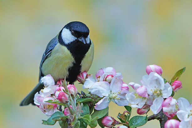 istock Great tit on blossoming apple twig 473831660