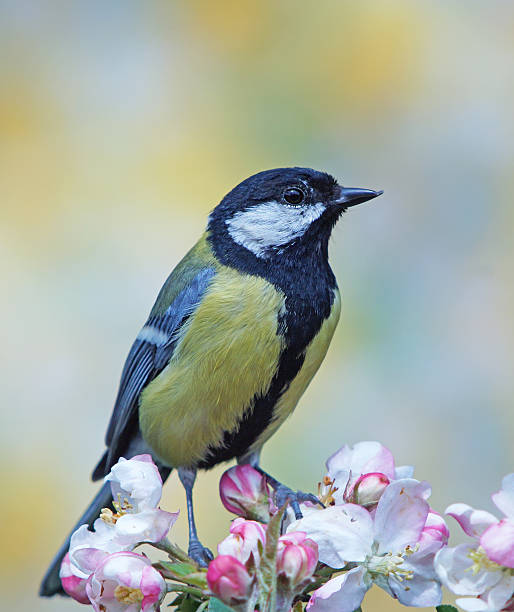 istock Great tit on blossoming apple twig 473831666