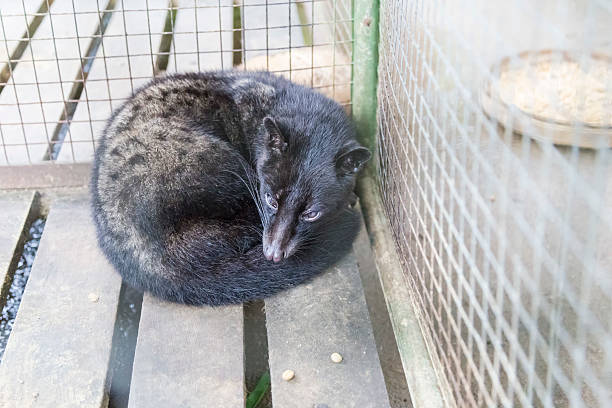 istock Asian Palm Civet in a cage 473834332