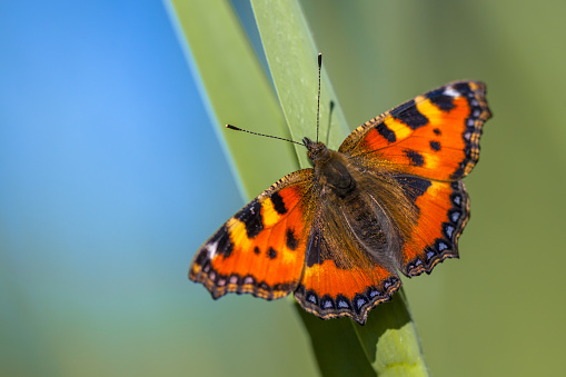 Small tortoiseshell (Aglais urticae) perched on a leaf with green and blue background about to fly away