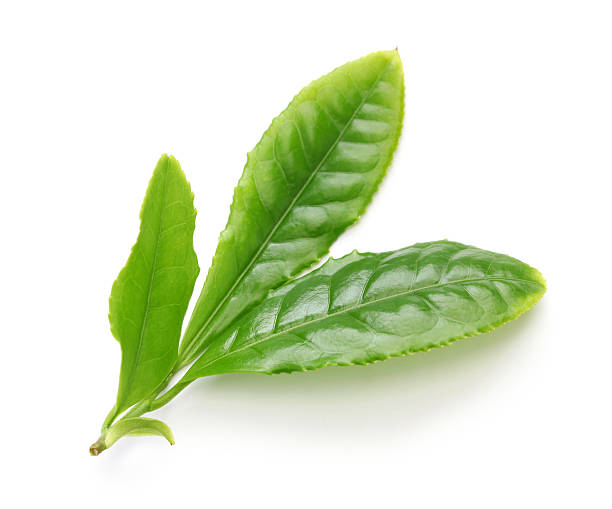緑茶のフラッシュリーブズ - 抹茶 ストックフォトと画像