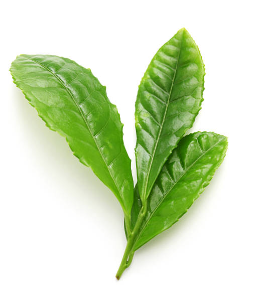 istock Japanese green tea first flush leaves 473839210