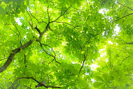 Pigeon roosting in the branches of a vibrant summer tree